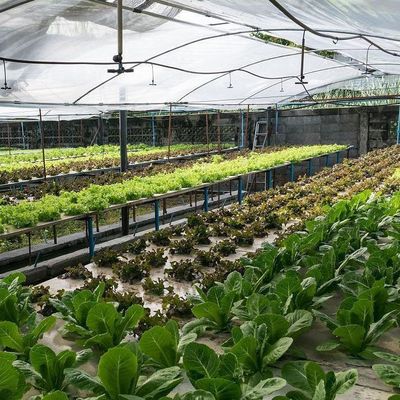 Roofing Shape Arched Roof Multi-Span Greenhouse for Temperature Controlled Hydroponics