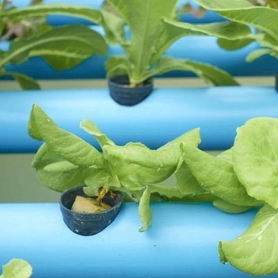 Roofing Shape Arched Roof Multi-Span Greenhouse for Temperature Controlled Hydroponics