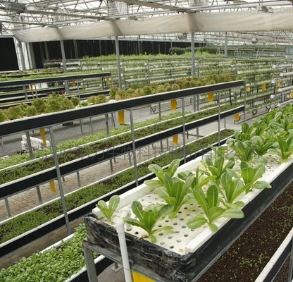 Roofing Shape Arched Roof Multi-Span Greenhouse for Temperature Controlled Hydroponics