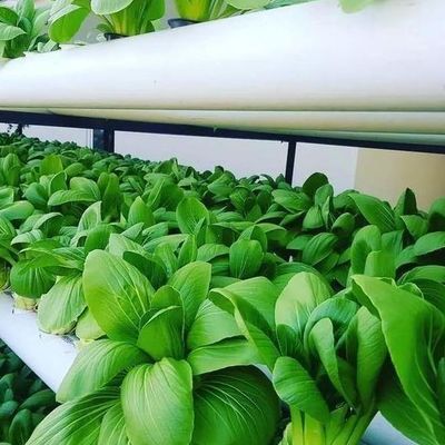 Roofing Shape Arched Roof Multi-Span Greenhouse for Temperature Controlled Hydroponics