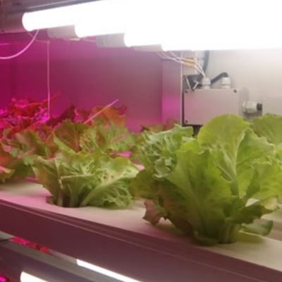 Hydroponic Fodder and Vegetable Fruits Flowers Solution for Greenhouse in JX Container