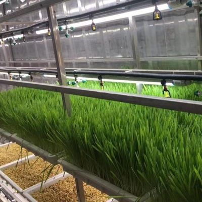 Hydroponic Fodder and Vegetable Fruits Flowers Solution for Greenhouse in JX Container