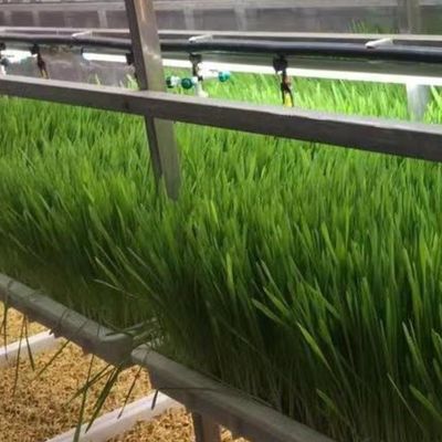 Hydroponic Fodder and Vegetable Fruits Flowers Solution for Greenhouse in JX Container