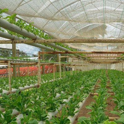 Commercial Film Greenhouse With Hydroponics Cultivation Custom