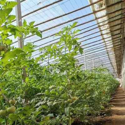 Arched Roof Aquaculture Vegetable Film Sunlight Greenhouse for US Strawberry Flower