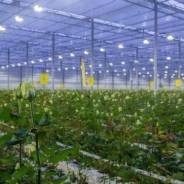 Lighting System for Container Greenhouses Package Gross Weight 2000.000kg Currency US