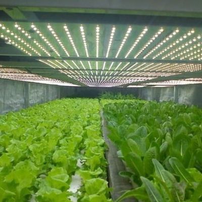 Lighting System for Container Greenhouses Package Gross Weight 2000.000kg Currency US