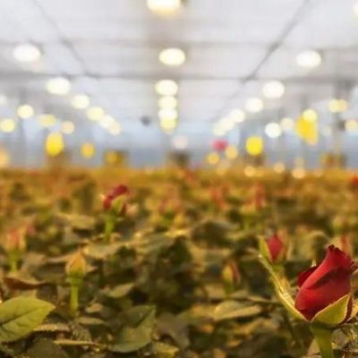 Lighting System for Container Greenhouses Package Gross Weight 2000.000kg Currency US