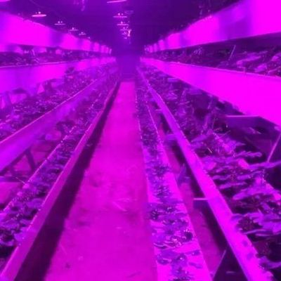 Lighting System for Container Greenhouses Package Gross Weight 2000.000kg Currency US
