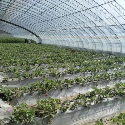 Multi-Span Greenhouse for Optimal Planting Drip Irrigation and Sunlight Included