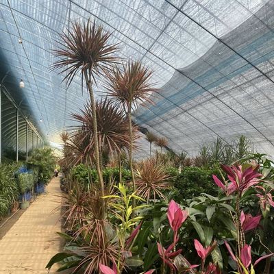 Customizable Vegetable Film Hydroponics Greenhouse System for Multi-Span Efficiency