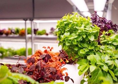Steel Structure Hydroponic Container Greenhouse Juxiang 40hq for Building Materials