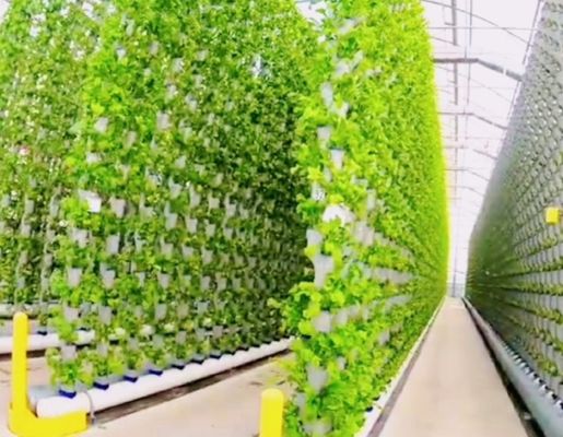 Steel Structure Hydroponic Container Greenhouse Juxiang 40hq for Building Materials