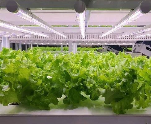 Shaped Roof Shipping Container Greenhouse with Hydroponic System within Your Budget