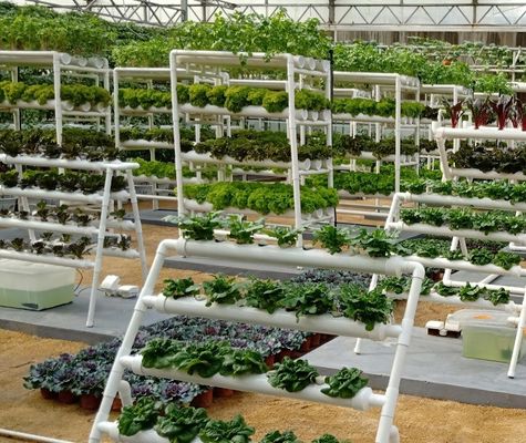 Shaped Roof Shipping Container Greenhouse with Hydroponic System within Your Budget