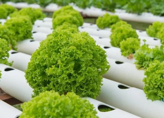 Shaped Roof Shipping Container Greenhouse with Hydroponic System within Your Budget