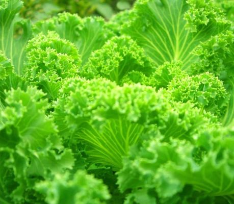 Juxiang Leafy Vegetable Shipping Container Large Package Size 12.09cm * 2.35cm * 2.39cm