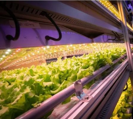 Container House for Growing Leafy Vegetables Double Layer and Shaped Roof Performance