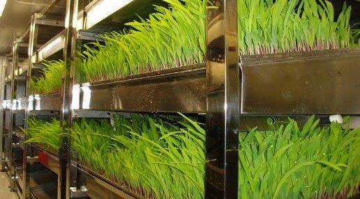 Department Option Leafy Vegetable Container House with Customization and Roofing Sheet