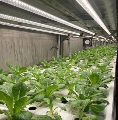 Hydroponics Cultivation Method 40hq Reefer Container for Leafy Vegetable Greenhouse