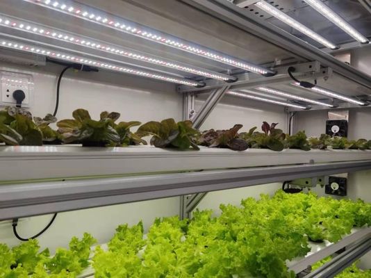 Hydroponics Cultivation Method 40hq Reefer Container for Leafy Vegetable Greenhouse