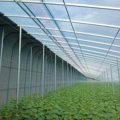 Optimize Growth with Sunlight and Spray Irrigation Flower Planting Greenhouse