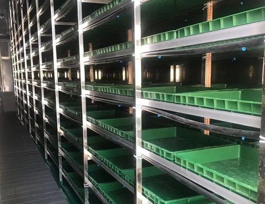 Intelligent Temperature Control Juxiang Leafy Vegetable Container House Heating Method