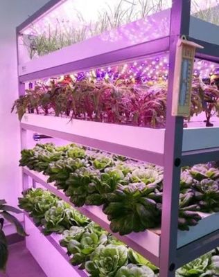 Leafy Vegetable Shipping Container Garden with Shaped Roof and Customization Option