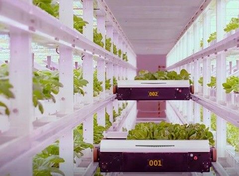 Leafy Vegetable Shipping Container Garden with Shaped Roof and Customization Option