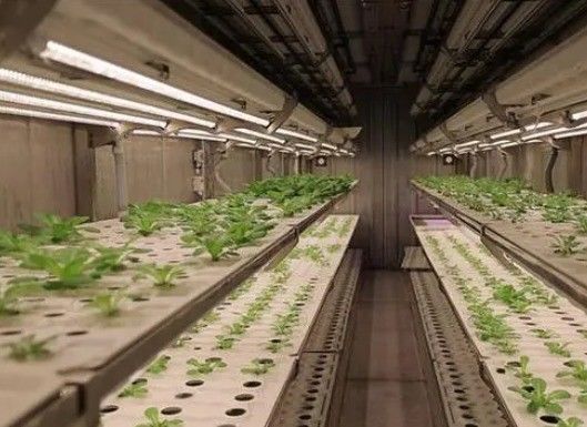Leafy Vegetable Shipping Container Garden with Shaped Roof and Customization Option