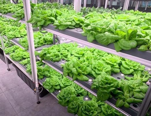 Leafy Vegetable Shipping Container Garden with Shaped Roof and Customization Option