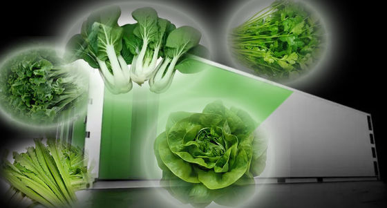 Leafy Vegetable Shipping Container Garden with Shaped Roof and Customization Option