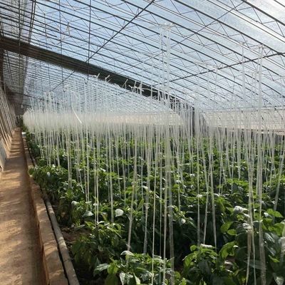 Controlled Environment Aquaponics Hydroponics Growing System for Vegetable Production