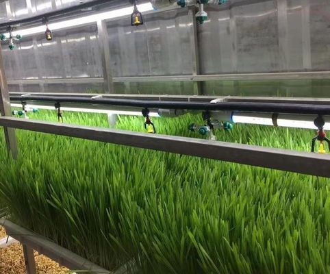 Container House for Leafy Vegetable Cultivation Hydroponics Cultivation Technology