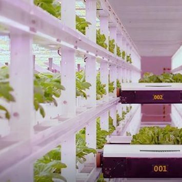 Multi-Span Container Greenhouse JX-CG-12 for Leafy Vegetables within Your Budget
