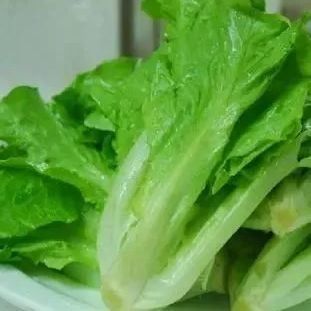Multi-Span Container Greenhouse JX-CG-12 for Leafy Vegetables within Your Budget