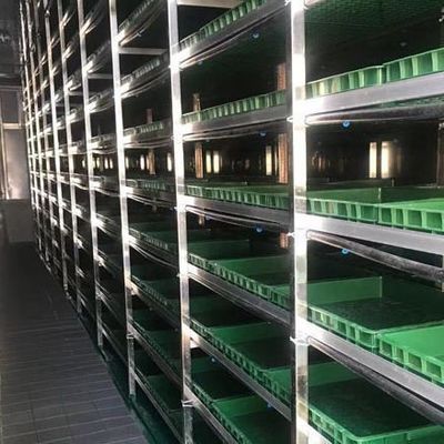Multi-Span Container Greenhouse JX-CG-12 for Leafy Vegetables within Your Budget