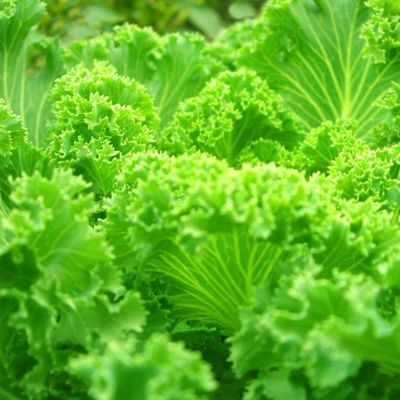 Multi-Span Container Greenhouse JX-CG-12 for Leafy Vegetables within Your Budget