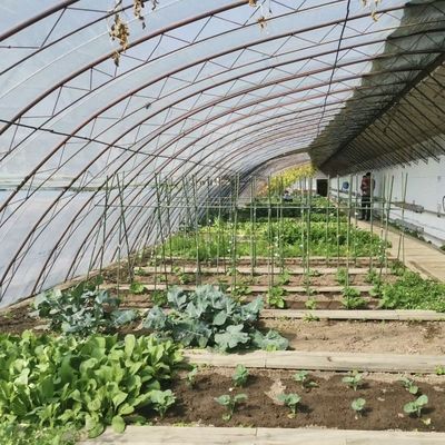 Customized Request Sunlight Greenhouse Hydroponics Growing System for Flower Planting