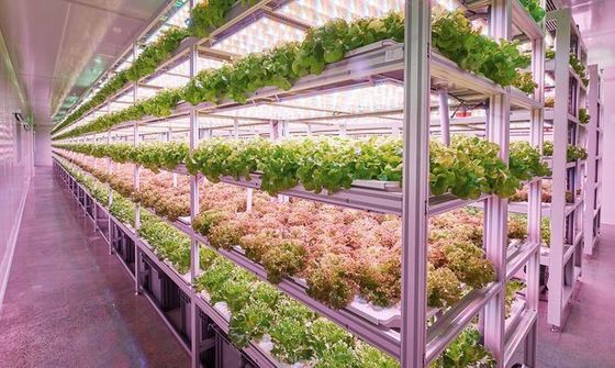 Container Farming Lighting System with Estimated Delivery Time and Low Shipping Cost