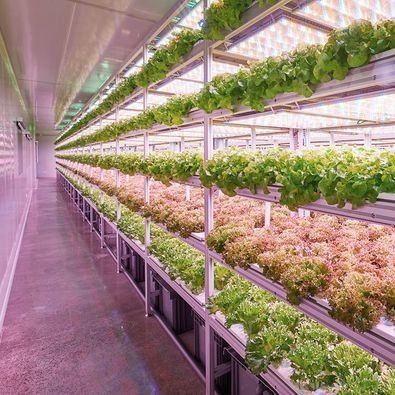 Department Shipping Container Greenhouse LED Lighting Solution for Vegetable Planting