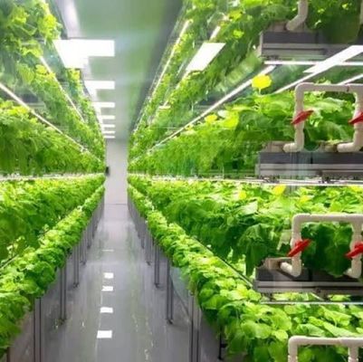 Department Shipping Container Greenhouse LED Lighting Solution for Vegetable Planting