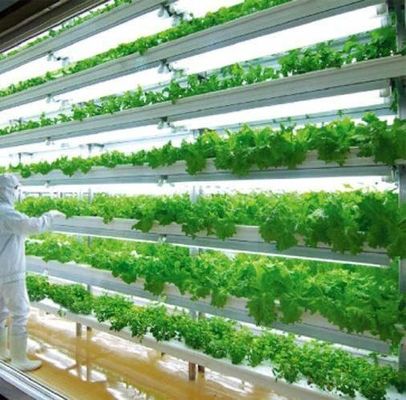 Department Shipping Container Greenhouse LED Lighting Solution for Vegetable Planting