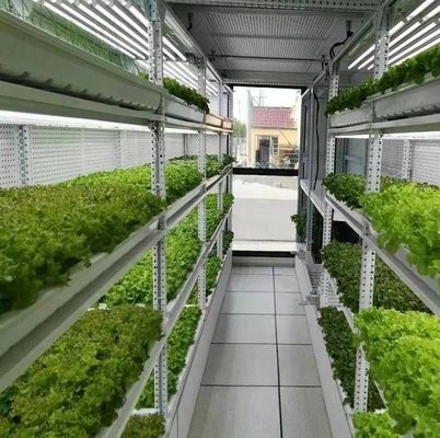 Department Shipping Container Greenhouse LED Lighting Solution for Vegetable Planting