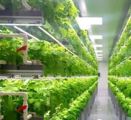 Greenhouse Hydroponic Vertical Farming Container System in 40FT Container 40HQ Reefer