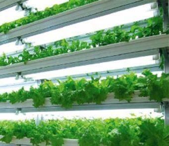Greenhouse Hydroponic Vertical Farming Container System in 40FT Container 40HQ Reefer