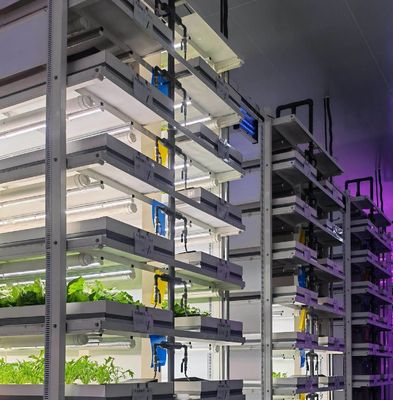 Greenhouse Hydroponic Vertical Farming Container System in 40FT Container 40HQ Reefer