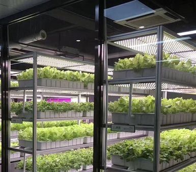 Greenhouse Hydroponic Vertical Farming Container System in 40FT Container 40HQ Reefer