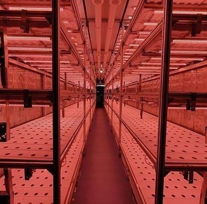 Steel Cover Material Hydroponic Vertical Farming Container System for Shaped Roof