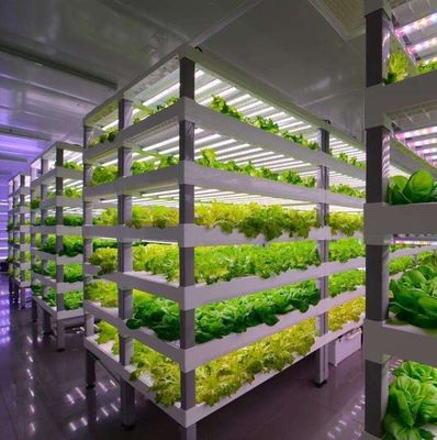 Steel Cover Material Hydroponic Vertical Farming Container System for Shaped Roof